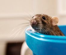 A brown, domestic rat peers over the edge of a blue plastic container