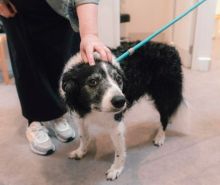 An elderly collie is being petted by a woman in trainers who cannot be fully seen.