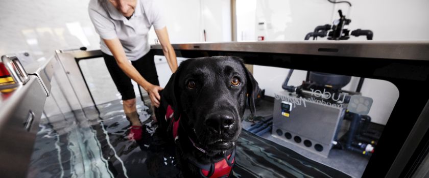 A black labrador on a hydrotherapy treadmill