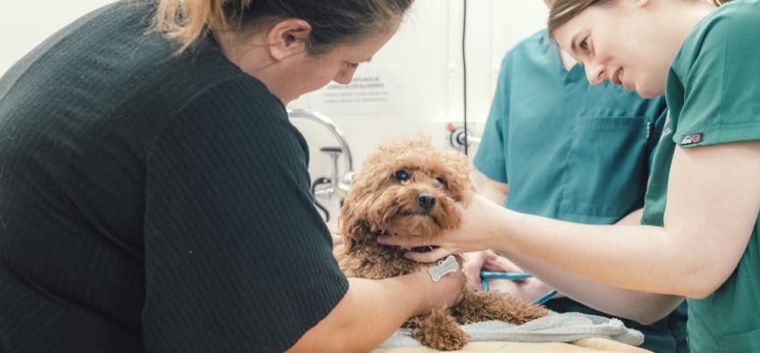 A female veterinarian checking a small brown dog being held by a client