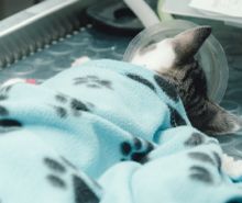 An anaesthetised cat lying under a blue blanket in a vet clinic.