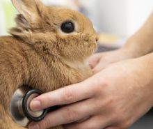 An unseen veterinarian employs a stethoscope to check the heartbeat of a brown rabbit.