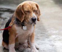 A male beagle resting outdoors with his eyes closed.