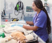 A vet nurse watches over an anaesthetized dog in an operating theatre