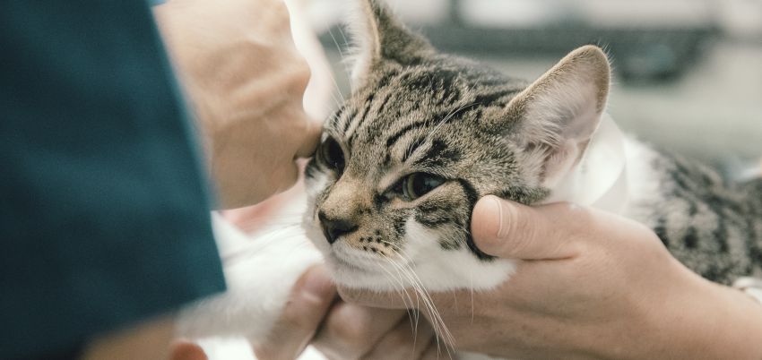 A grey tabby cat being examined in a clinic