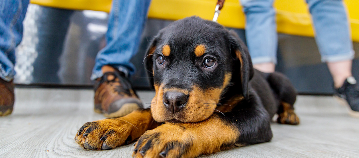 Rottweiler lying on floor in a veterinary surgery