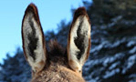 Little Donkey in the snow