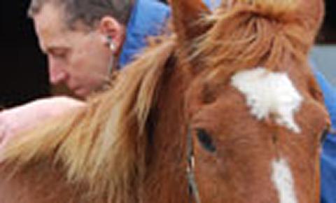 Veterinary surgeon examining horse