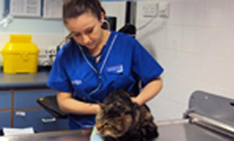 Jessie Hetherington, veterinary surgeon