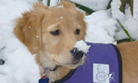 Dog in snow