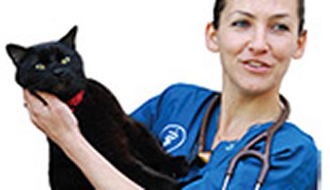 Veterinary surgeon performing surgery