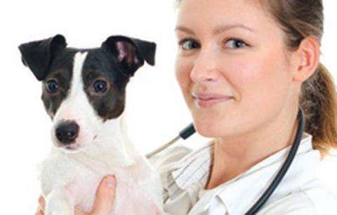 Vet with dog