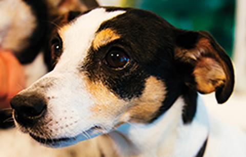 Dog in veterinary practice