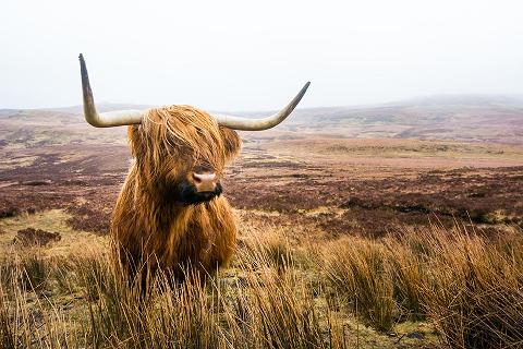 Highland cow 