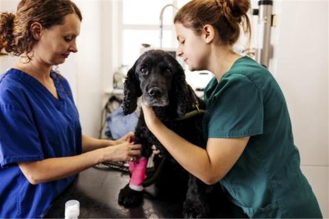 Spaniel being treated by veterinary professionals 