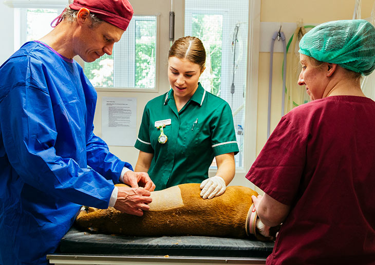 about the veterinary professions